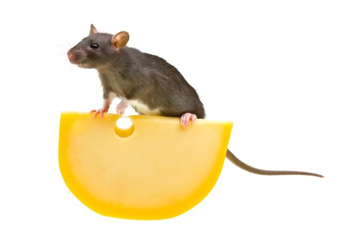 mouse on top of the cheese